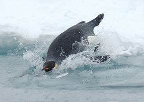 An Emperor Penguin can hold its breath anywhere up to 20 minutes, and dive over 550 meters (1,800 feet)