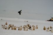 Skua flying over Emperor Penguin chicks, Ross Sea, Antarctica
