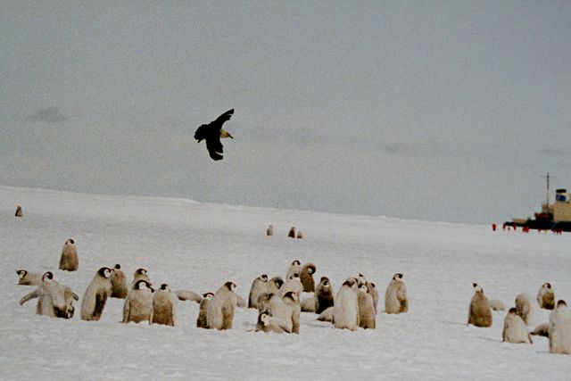 Image:Skua over penguins chicks.jpg