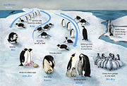 The life-cycle of the Emperor Penguin