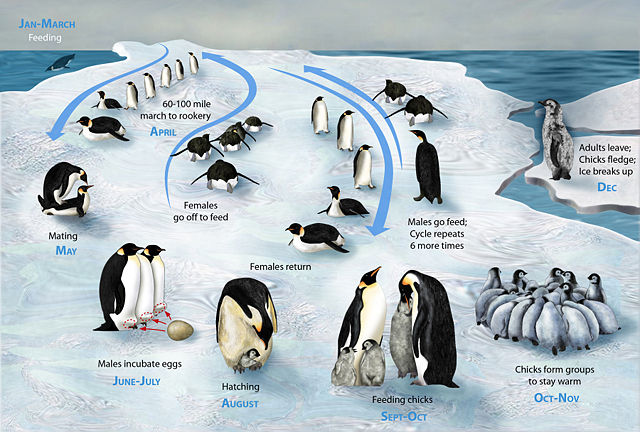Image:PENGUIN LIFECYCLE H.JPG