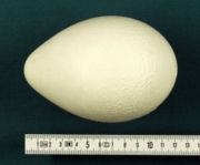 The egg of the Emperor Penguin. It is 12 × 8 cm and vaguely pear-shaped.
