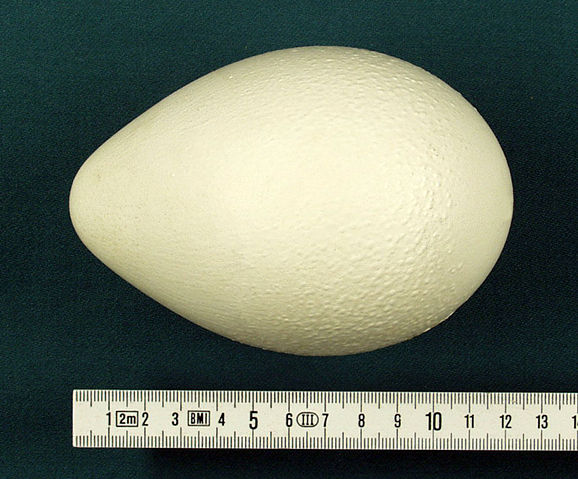 Image:Aptenodytes forsteri egg hg.jpg