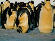 Emperor Penguin feeding a chick