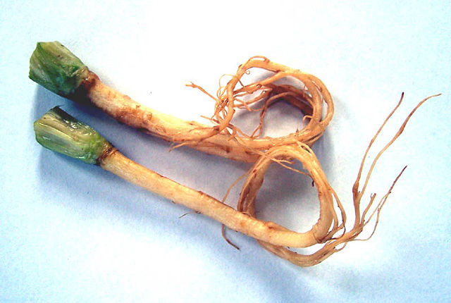 Image:Coriander roots.JPG