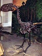 Gastornis