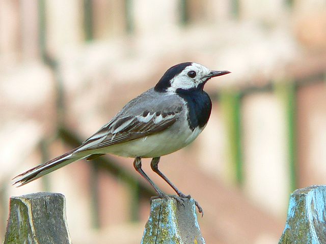 Image:Motacilla alba alba.JPG