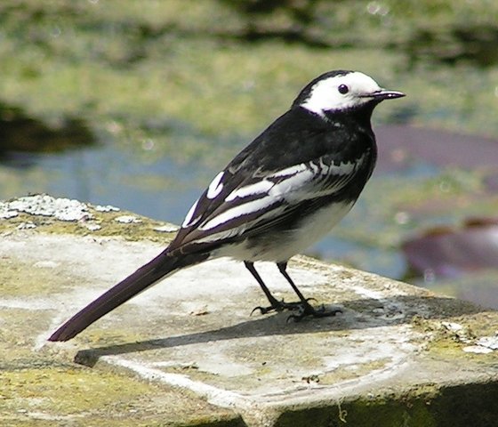 Image:Pied Wagtail rear view 700.jpg