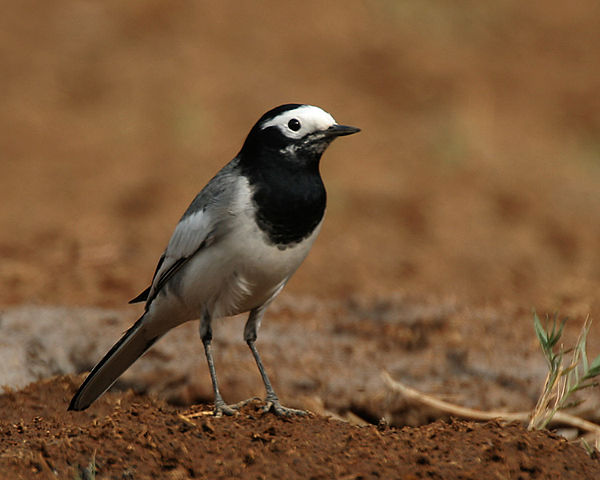 Image:White wagtail - Male (Non-breeding- personata race) at Hodal- I IMG 9164.jpg