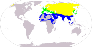 Worldwide distribution of the White Wagtail. Yellow denotes summer range, green year round range, blue winter range.