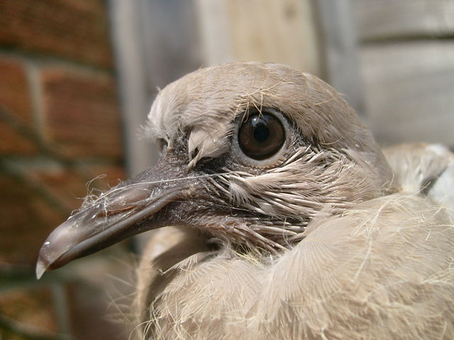 Image:Collared dove, Hazlerigg, UK.JPG