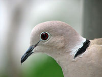 A profile of a collared dove.