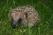 A foraging West European Hedgehog