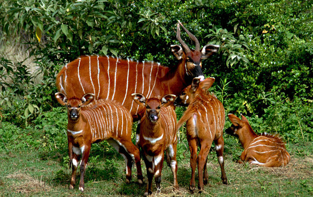 Image:Four bongo calves with nanny.jpg