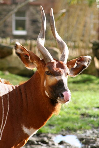 Image:Eastern Bongo at Edinburgh Zoo.jpg