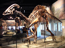 Parasaurolophus cyrtocristatus, Field Museum.