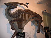 Cast of the incomplete Parasaurolophus walkeri type specimen in Warszawa.
