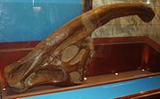 Parasaurolophus walkeri skull - Natural History Museum, London.