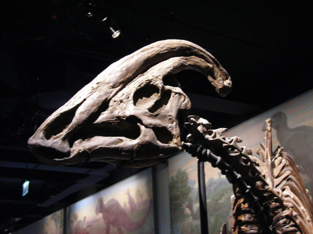 Image:Parasaurolophus skull FMNH.jpg