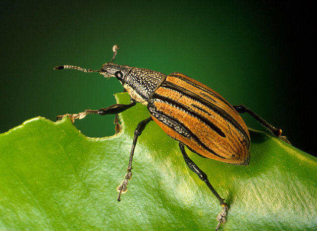 Image:Adult citrus root weevil, Diaprepes abbreviatus.jpg