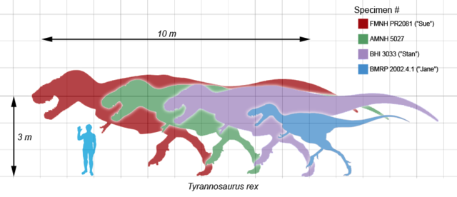 Image:Tyrannosaurusscale.png