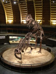 Tyrannosaurus skeleton casts mounted in a mating position, Jurassic Museum of Asturies.