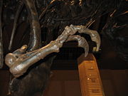 Closeup of forelimb; specimen at National Museum of Natural History, Washington, DC.