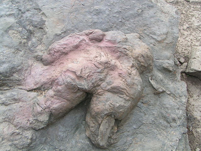 Image:TyrannosaurusFootprint.JPG