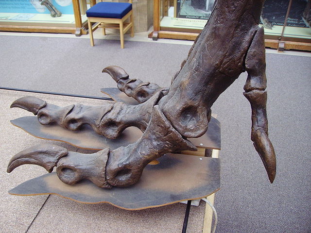 Image:T. rex right hind foot (med).JPG