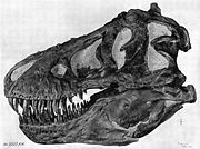 Profile view of a Tyrannosaurus skull (AMNH 5027).