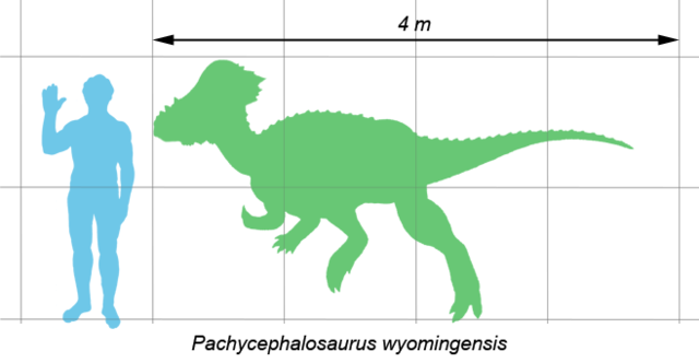 Image:Pachycephalosaurus scale.png