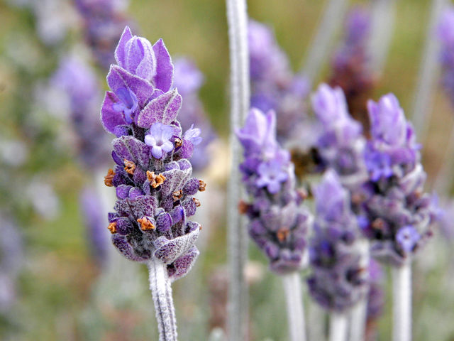 Image:Single lavendar flower02.jpg