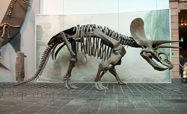 Image:Triceratops Skeleton Senckenberg 2.jpg