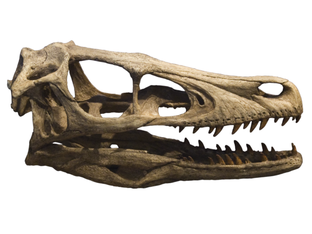 Image:Velociraptor skull crâne 2.png