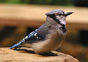 An inquisitive Blue Jay at the National Aviary.