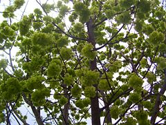 Immature Elm seeds.