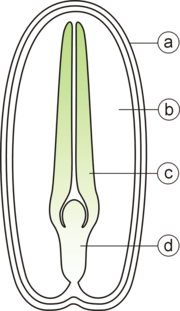 Diagram of the internal structure of a dicot seed and embryo. (a) seed coat, (b) endosperm, (c) cotyledon, (d) hypocotyl.