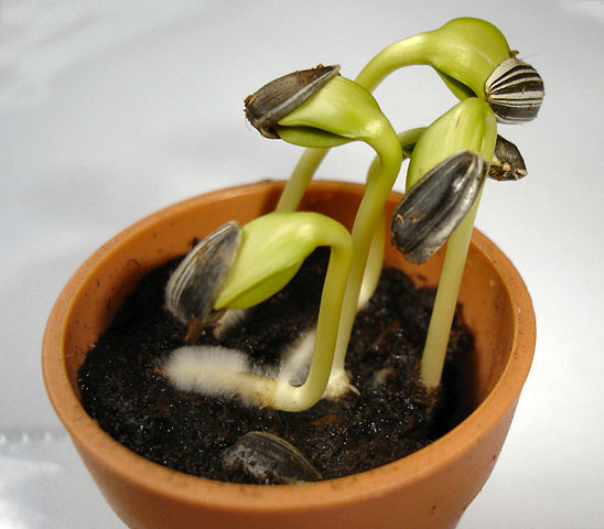 Image:Sunflower seedlings.jpg