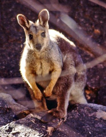 Image:Black-footed Rock-wallaby(small).jpg