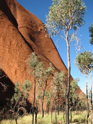 Image:UluruBaseTrees.JPG