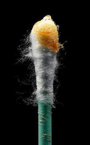 Image:Earwax on swab.jpg