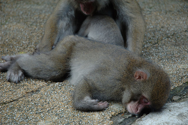 Image:Japanese Macaques sleeping.JPG