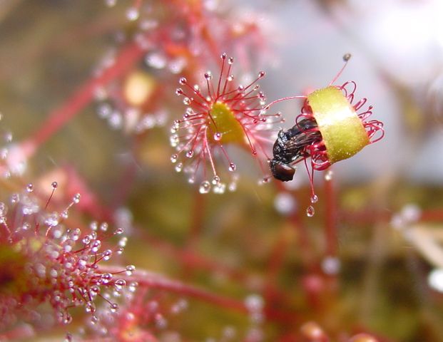 Image:Drosera anglica ne4.jpg