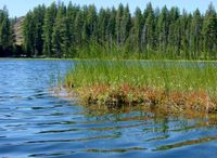 D. anglica growing on a quaking bog in the Wallowa Mountains of Oregon