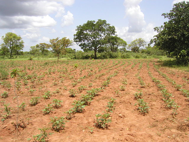 Image:Burkina Faso - Tolotama Reforestation.jpg