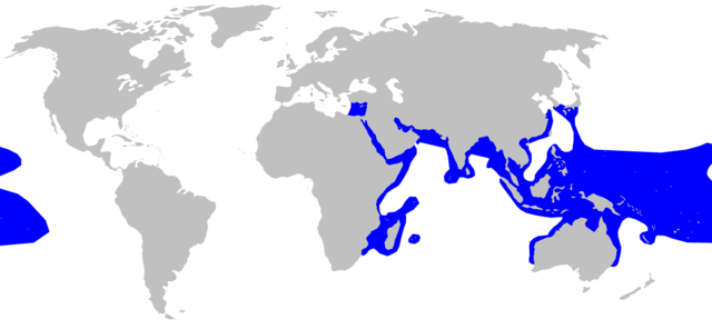 Image:Carcharhinus melanopterus distmap.png