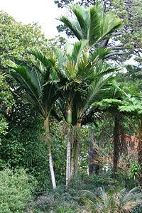 Rhopalostylis baueri, a native palm.