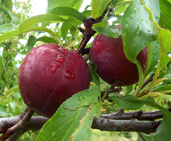 Image:Plums.jpg