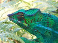 Furcifer Pardalis