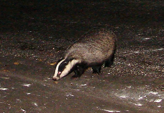 Image:Badger1.jpg